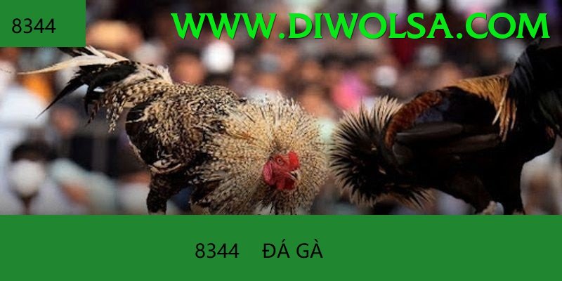 Đá Gà Trực Tiếp - Fo88